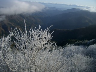 剣山の霧氷